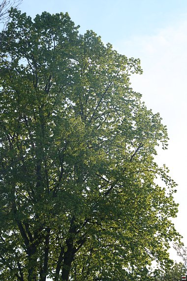 img00095.jpg